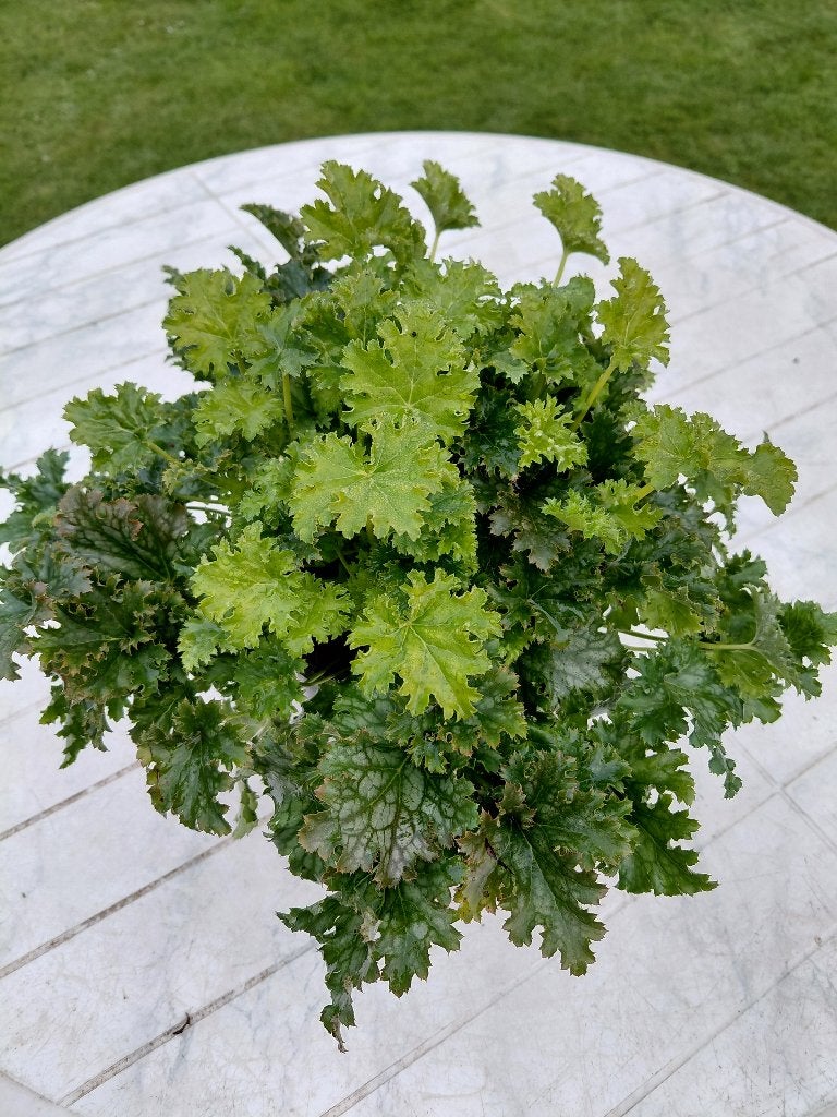 Heuchera Apple Crisp, Jardin & Terrasse, Plantes | Jardin, Enlèvement, Mi-ombre