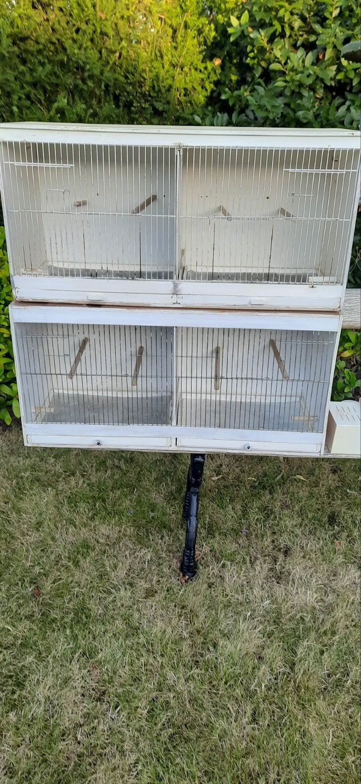 twee kweekkooien, Dieren en Toebehoren, Ophalen, Hout