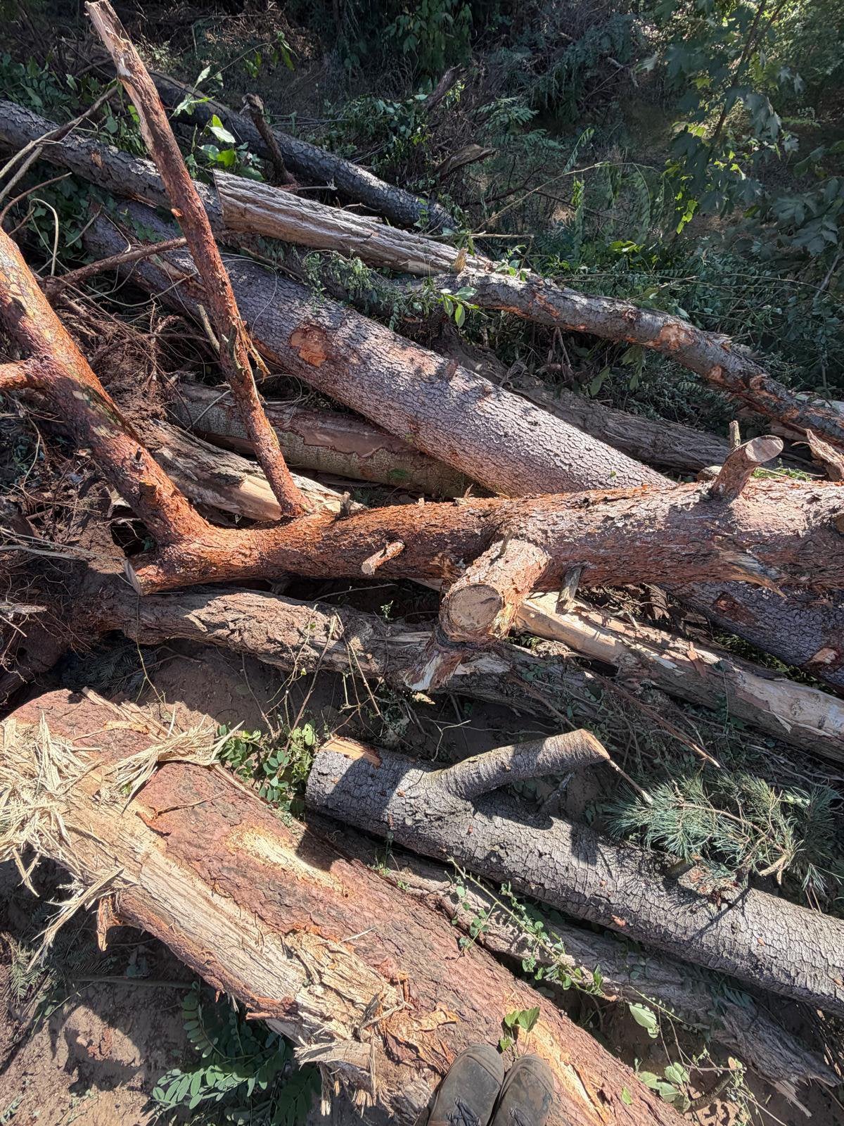 Boomstammen, Tuin en Terras, 6 m³ of meer, Ophalen, Overige houtsoorten, Stammen