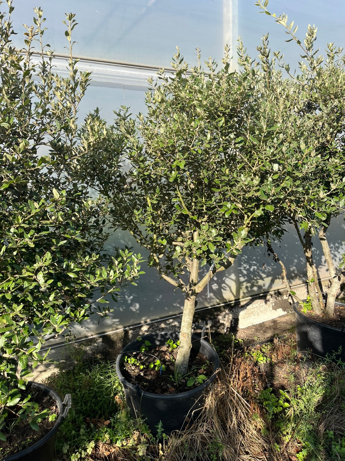 Quercus ilex meerstam, Tuin en Terras, Ophalen