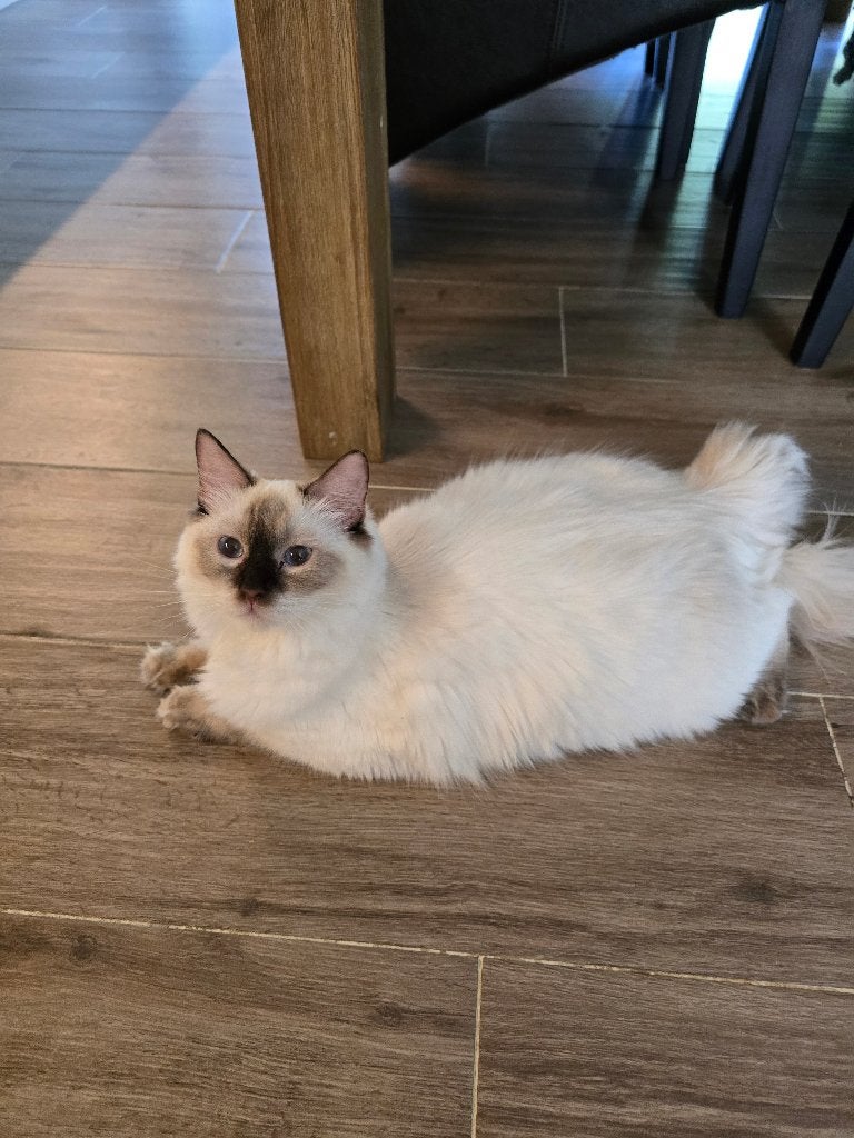 Ragdoll poes, Dieren en Toebehoren, Poes, Met stamboom, 0 tot 2 jaar
