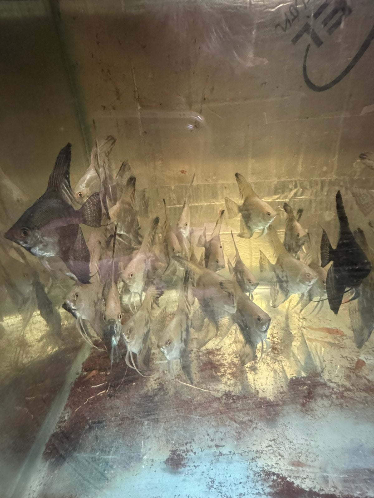Maanvissen, Dieren en Toebehoren