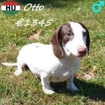 Teckel pups te koop - Elegantie op korte pootjes, Dieren en Toebehoren, Honden | Teckels en Dashonden, 15 weken tot 1 jaar, Handelaar