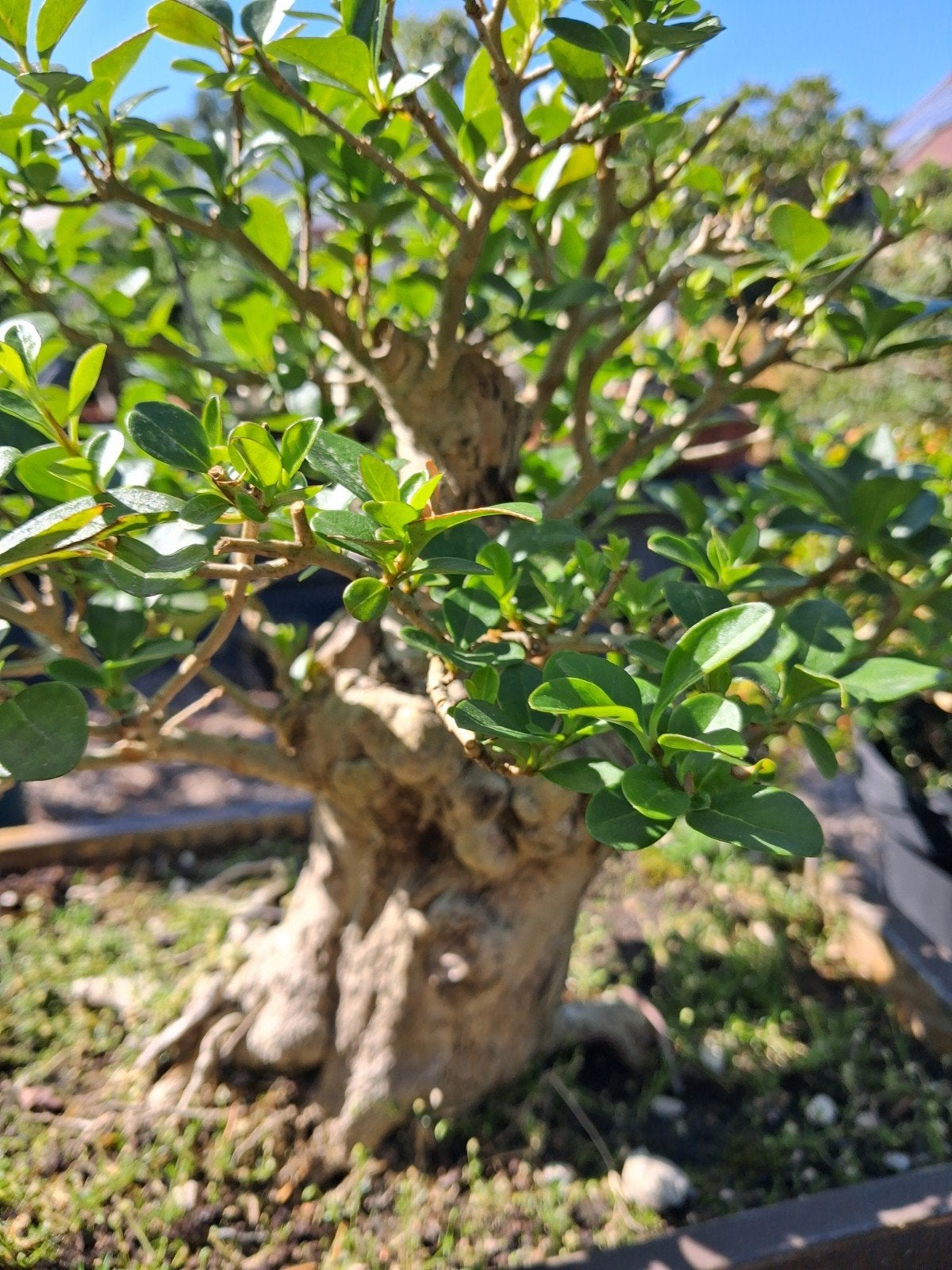 bonsai ligustrum, Tuin en Terras, Planten | Fruitbomen, Ophalen