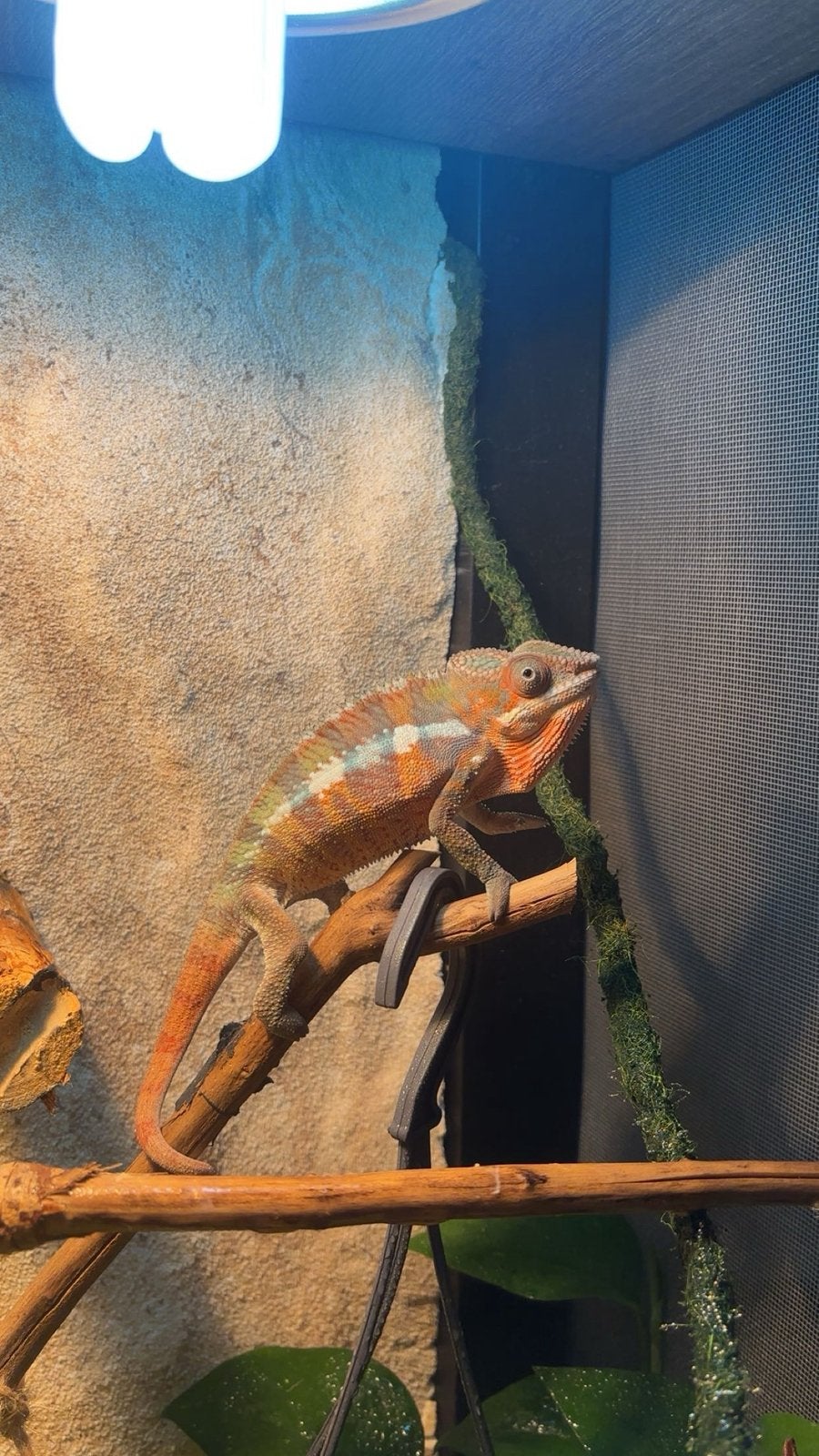 Cameleon Furcifer Ambilobe Male, Animaux & Accessoires, Reptiles & Amphibiens, Lézard, 0 à 2 ans, Avec terrarium