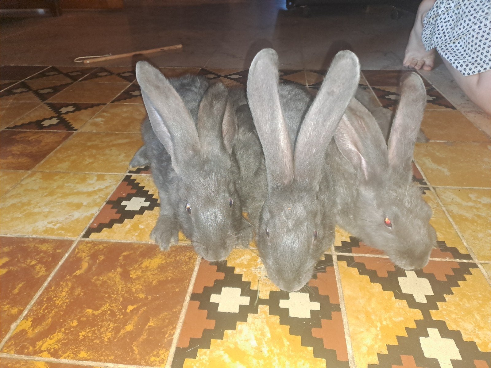 Vlaamse reusjes, Mâle, Grand, 0 à 2 ans