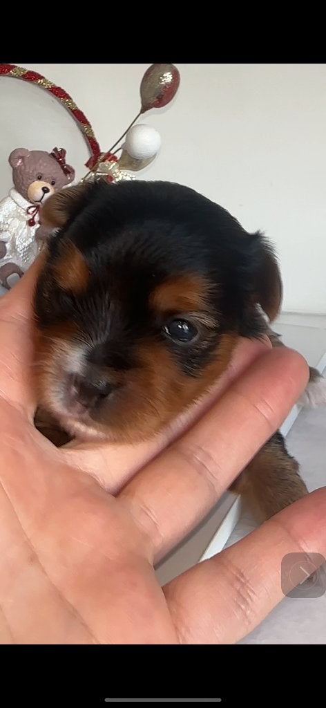 MYorkshire terrier mâle, Yorkshire Terrier, Chien (mâle), Maladie de Carré (chiens), Belgique