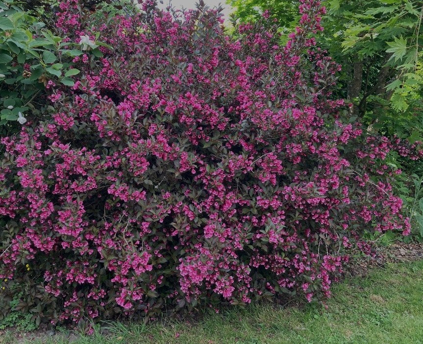 GEZOCHT: Weigela stekjes Alexandra/Wine & Roses, Ophalen