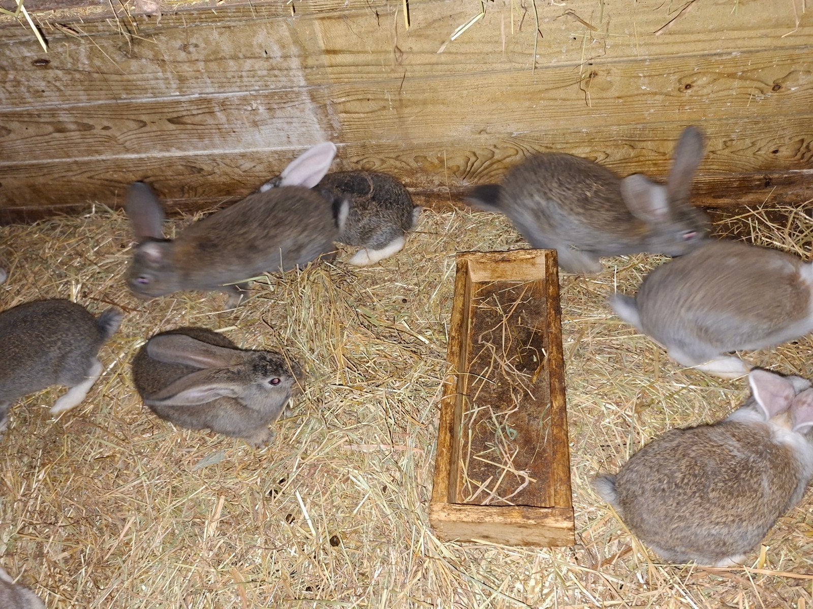 Duitse reuzen, Dieren en Toebehoren, Konijnen, Meerdere dieren, Groot