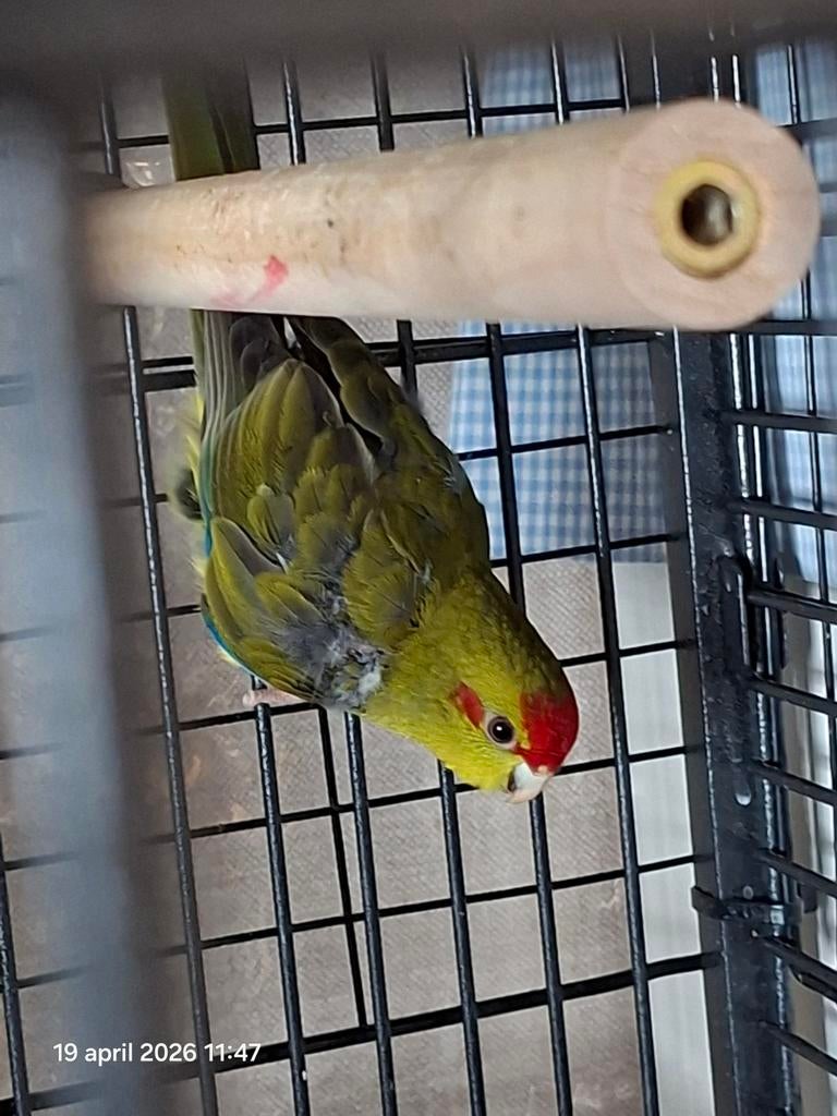 Kakariki, Dieren en Toebehoren