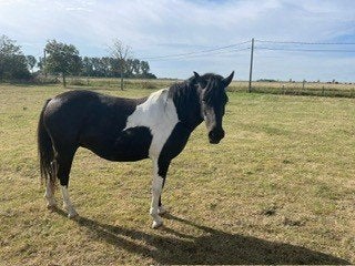 2 prachtige bonte pony's, Merrie, Gechipt, Zadelmak, 7 tot 10 jaar