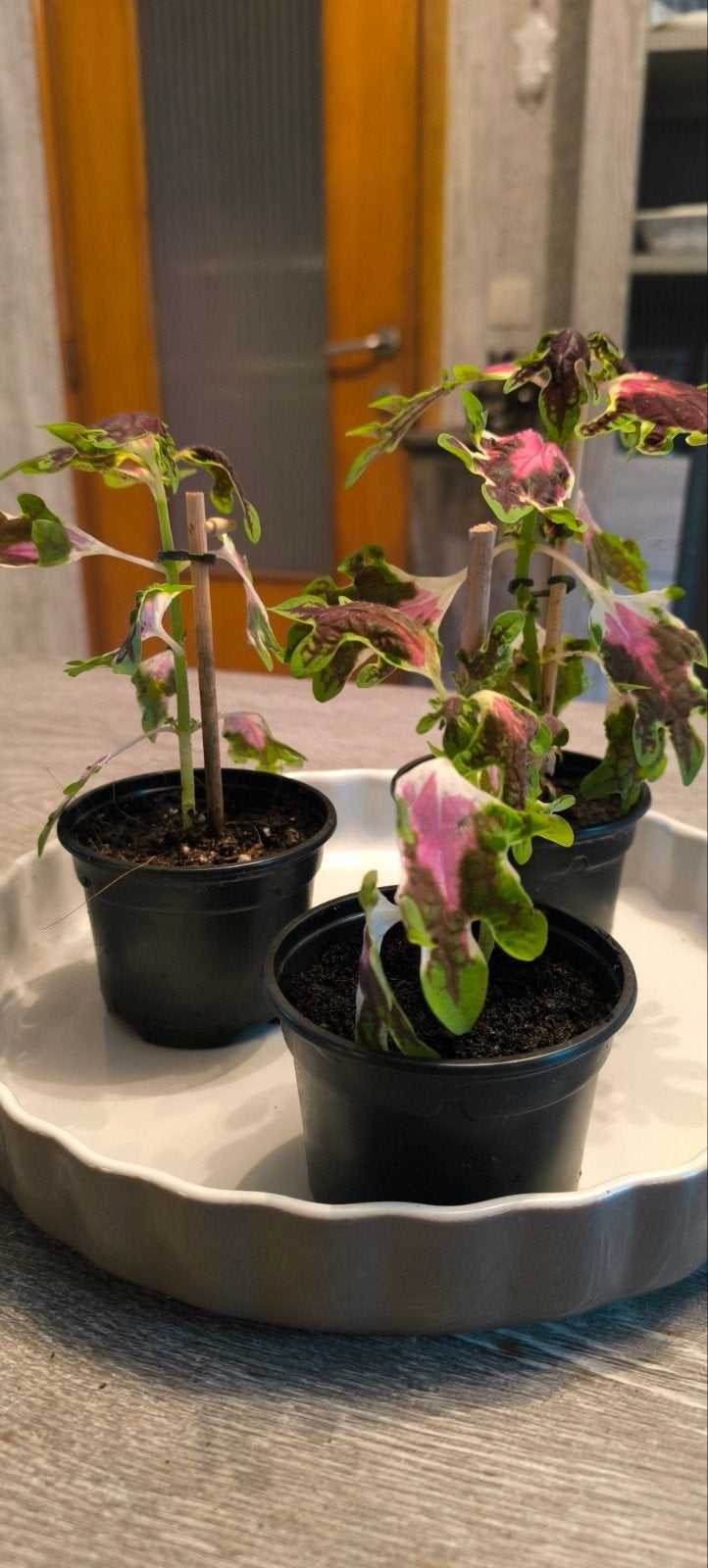 3 boutures de coléus (Plectranthus scutellarioides, Ophalen