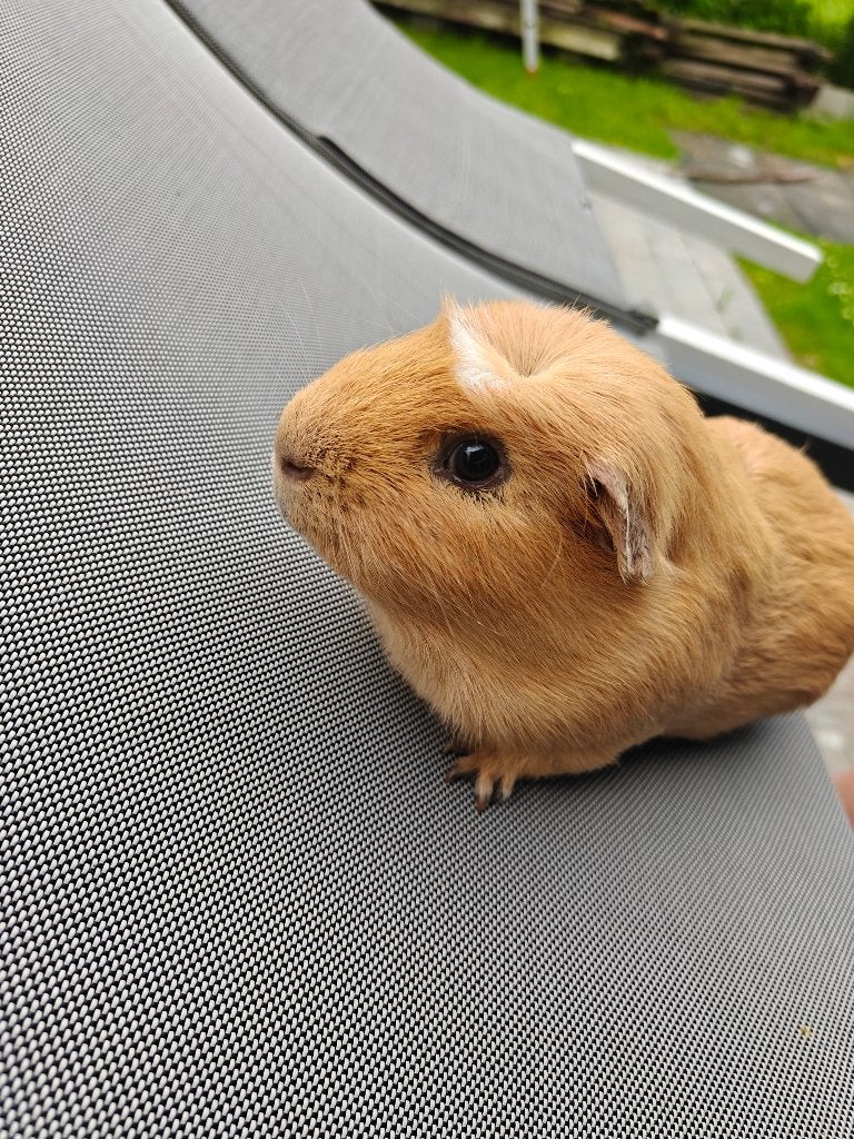 gratis Cavia - jongen, Dieren en Toebehoren, Cavia, Mannelijk, December, Tam