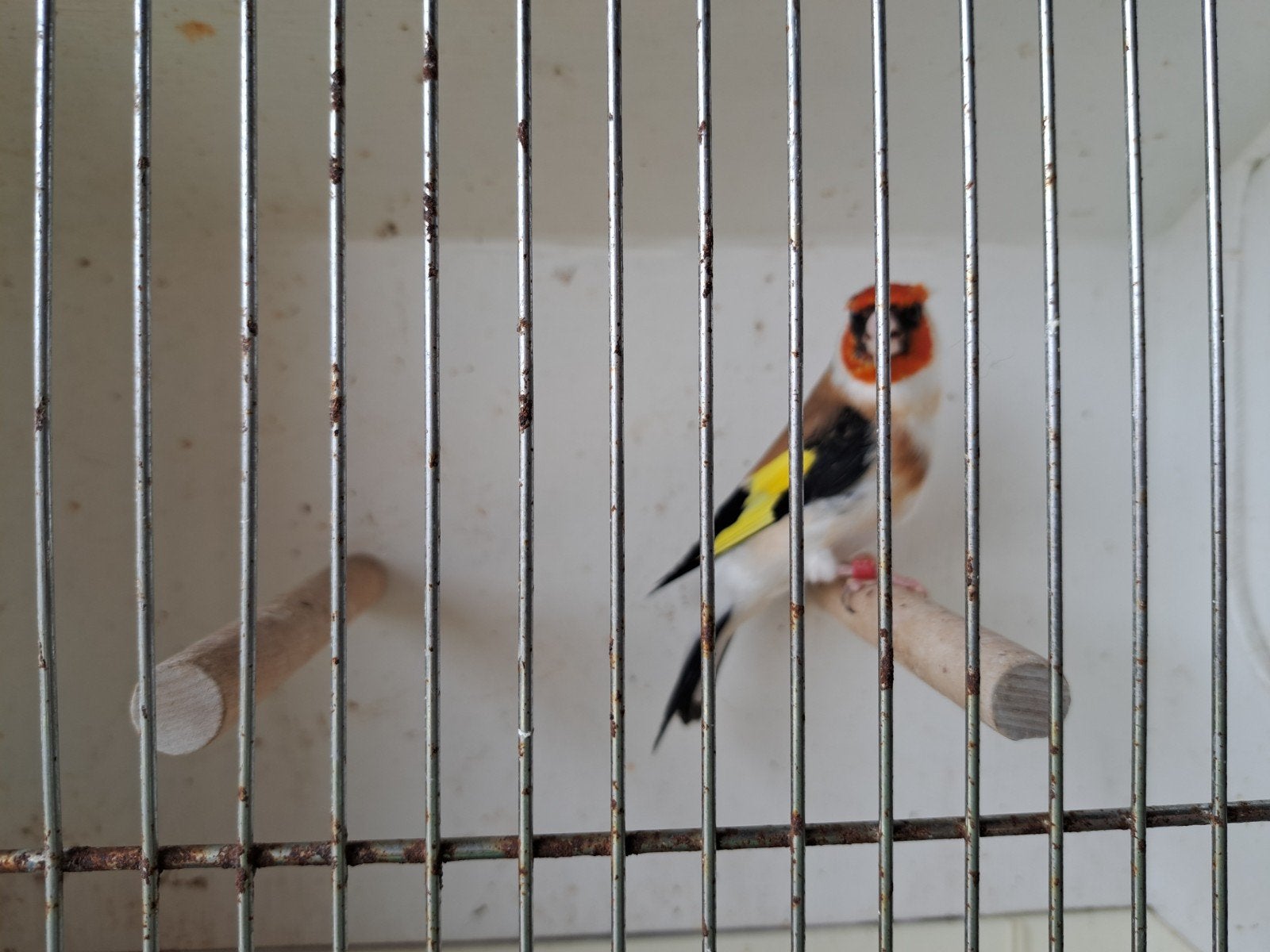 Distelvink, Dieren en Toebehoren, Mannelijk, Wildzangvogel, Geringd