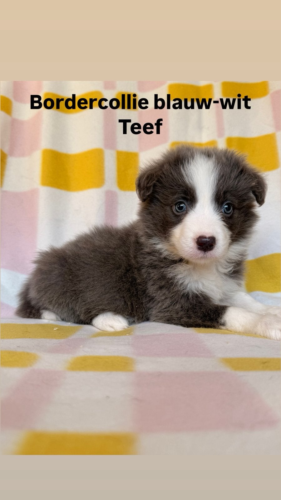Border collie pups, Animaux & Accessoires, Chiens | Bergers & Bouviers, Maladie de Carré (chiens), Autres races, Plusieurs, Belgique