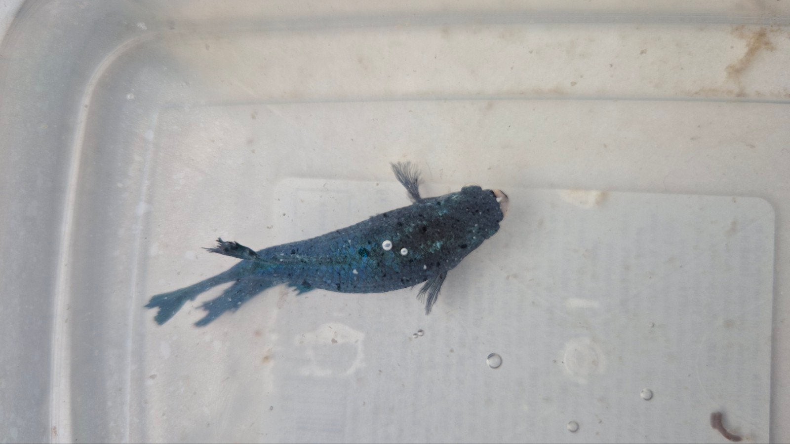 vijvervisjes teveel?, Animaux & Accessoires, Poissons | Poissons d'étang, Carpe ou Koï