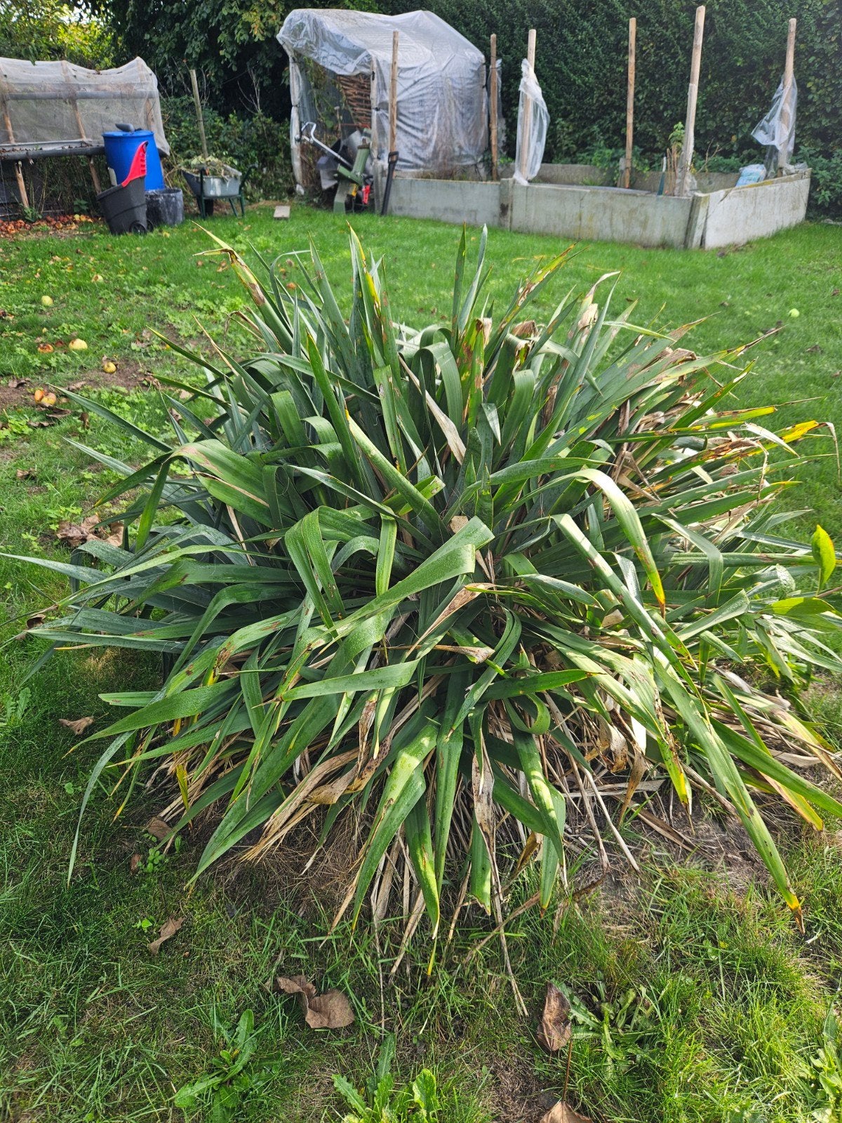 yucca, Ophalen
