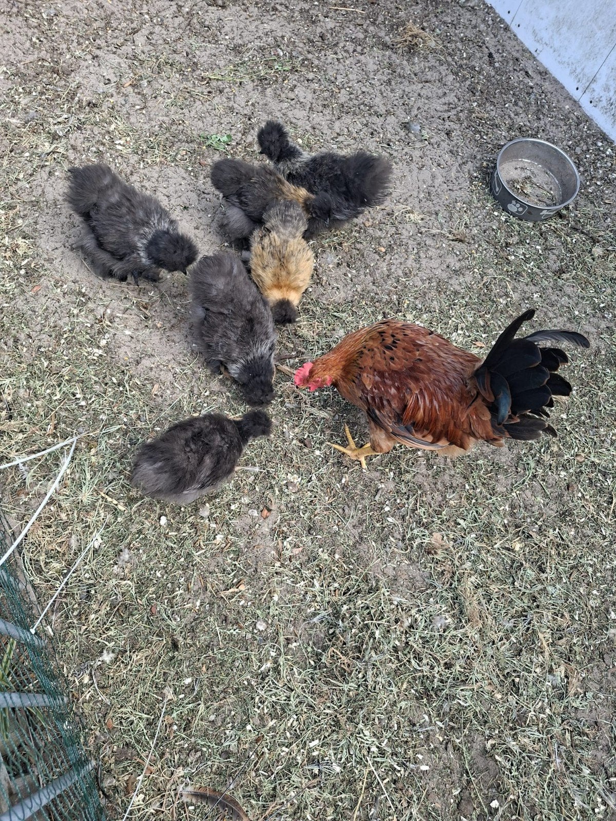 Henne zijdehoenders, Dieren en Toebehoren, Pluimvee