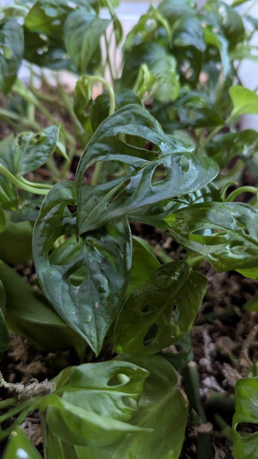 Monstera adansonii (+mint), pothos, springstaartjes, Enlèvement ou Envoi