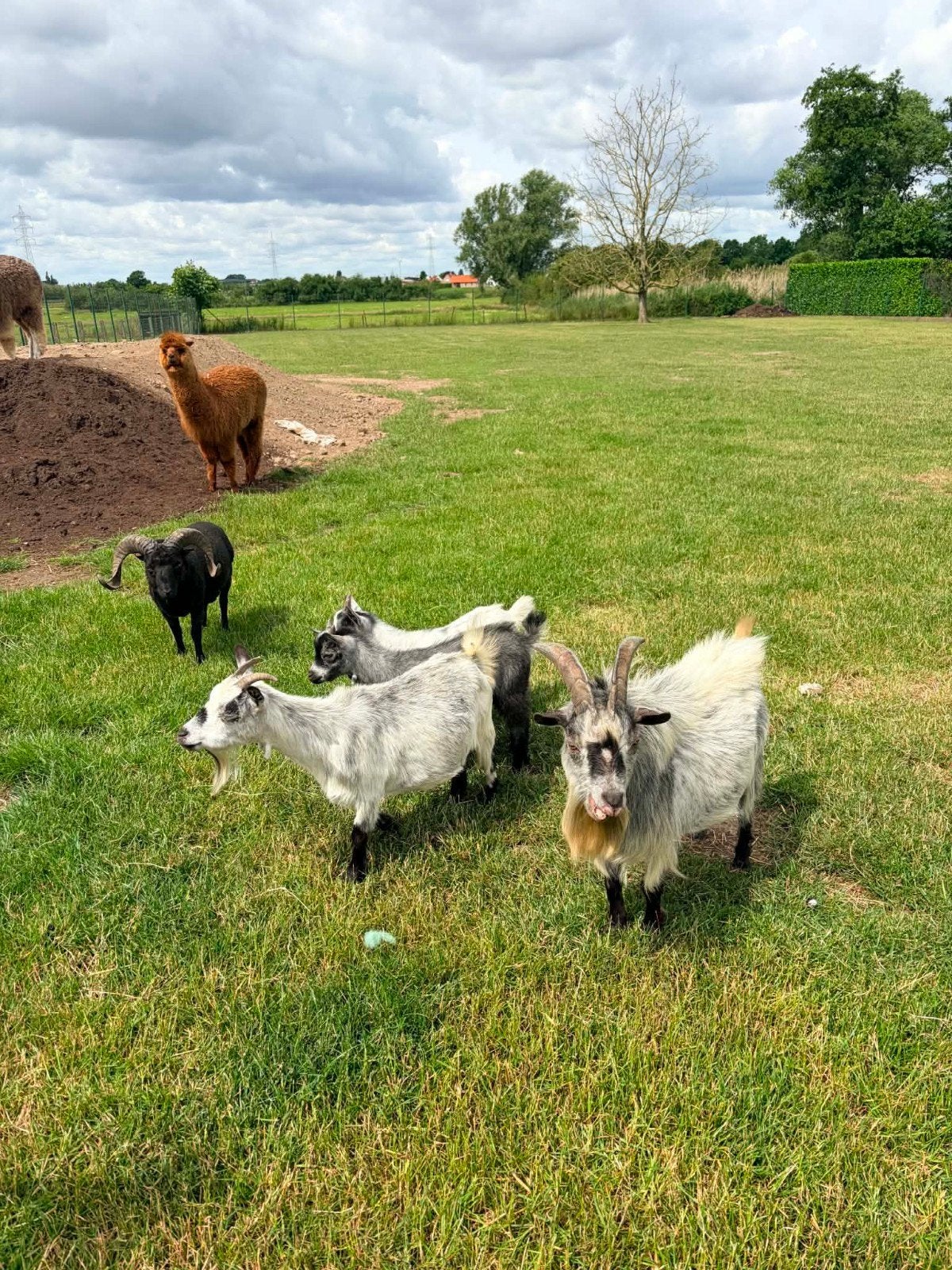 Geiten te koop, Dieren en Toebehoren