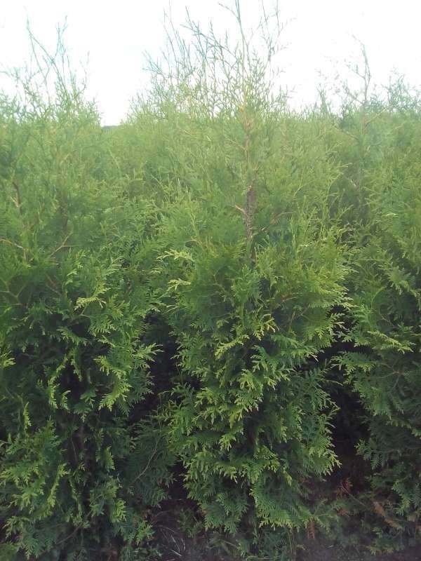Thuja Brabant, Enlèvement, Conifère, Haie
