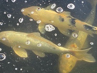 Kois, Dieren en Toebehoren, Karper of Koi
