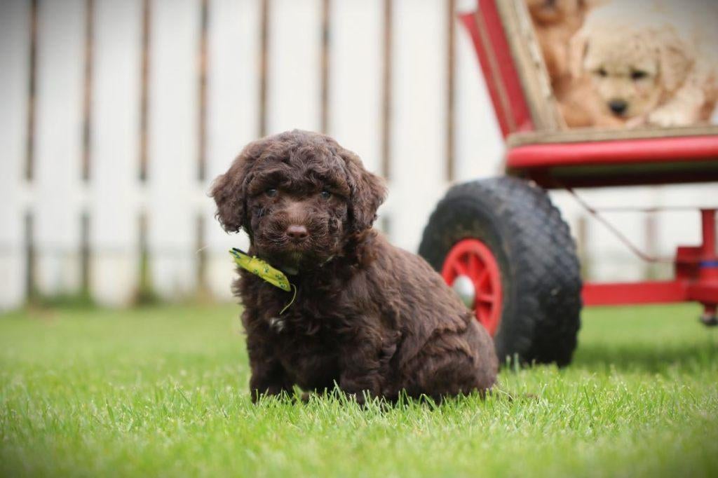 Labradoodle pups – hypoallergeen & gezinsvriendelijk, Parvo, België, Fokker | Hobbymatig, 8 tot 15 weken