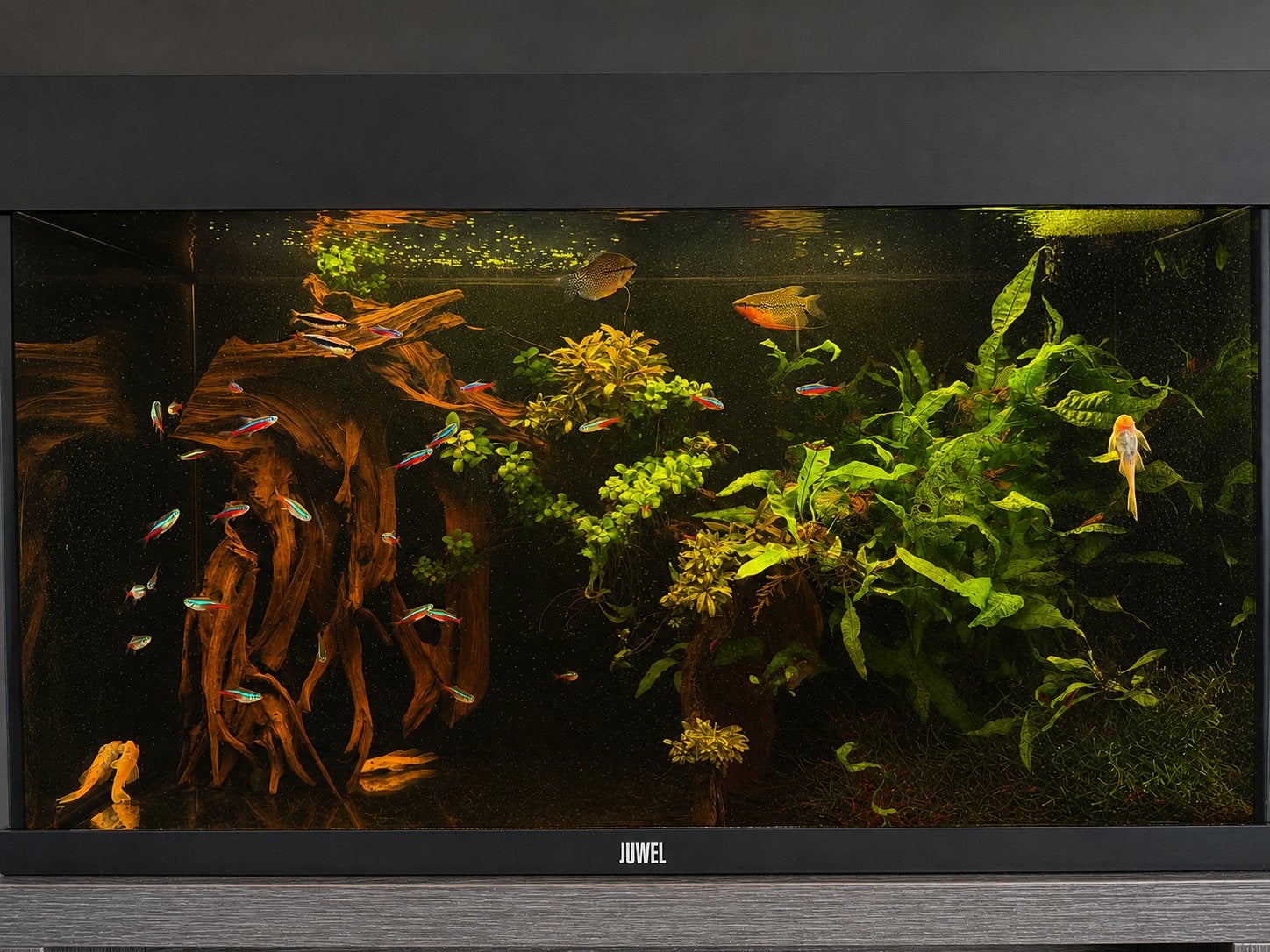 Prachtige low-tech weinig onderhoud Rio 125, Dieren en Toebehoren, Ophalen, Zo goed als nieuw, Filter, Juwel