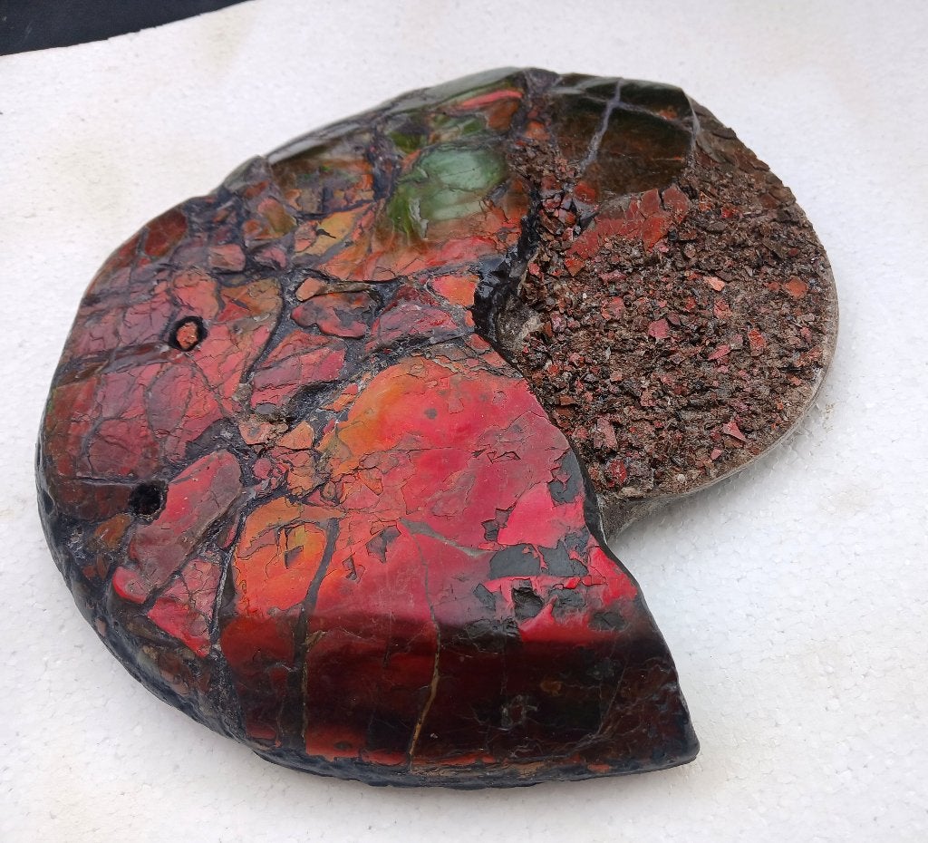 ammonite rare canadian fossil, Envoi, Fossile