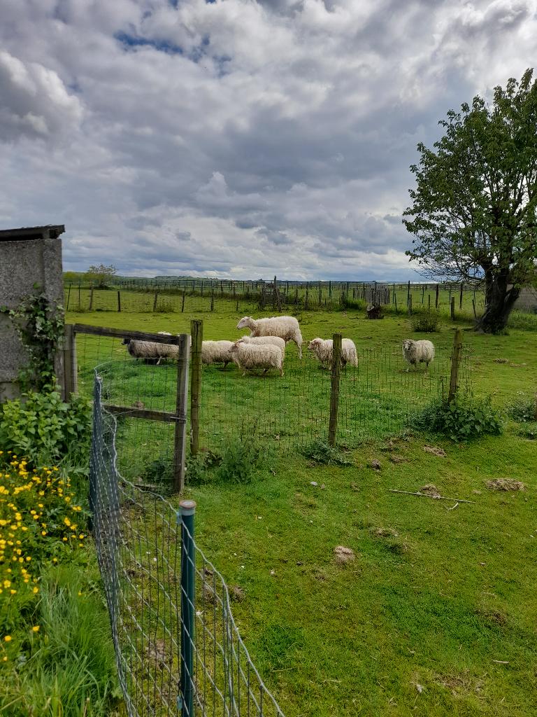 Belgisch groot  melkschaap, Dieren en Toebehoren, Vrouwelijk, Schaap, 0 tot 2 jaar