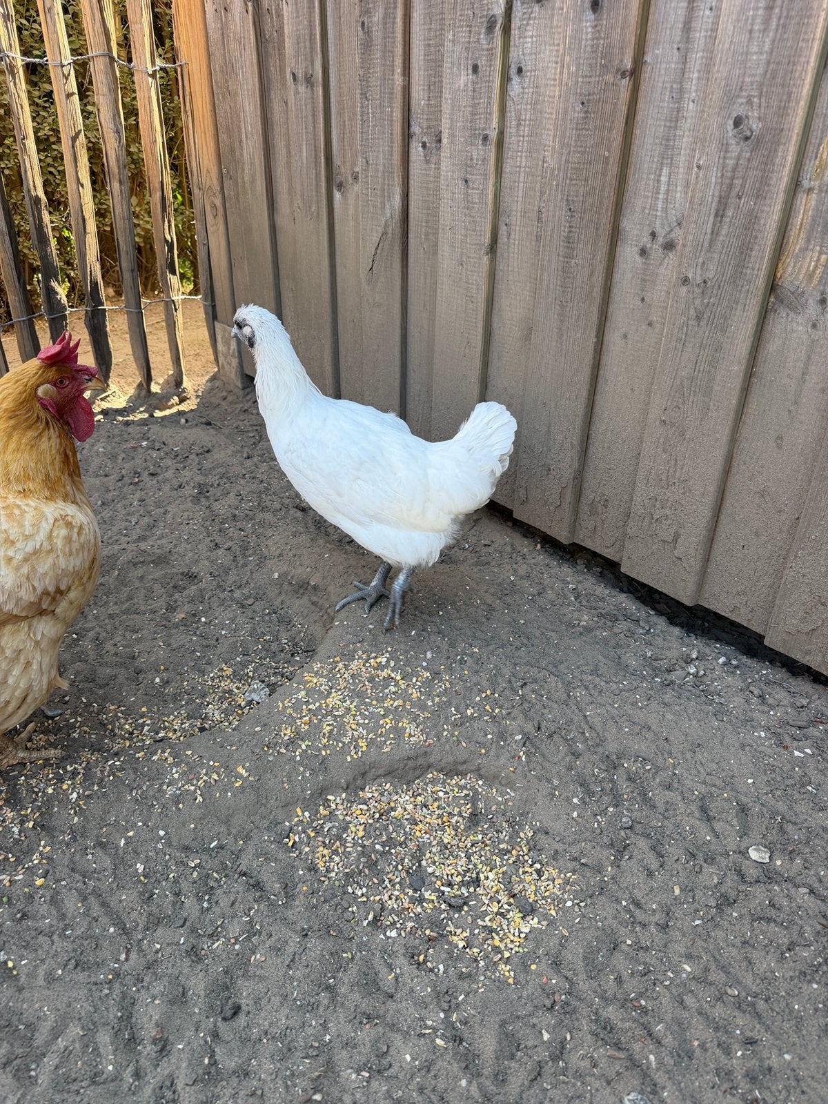 2 Ga G’hmong hennen (Vietnam) – maart 2025, Animaux & Accessoires, Femelle, Poule ou poulet