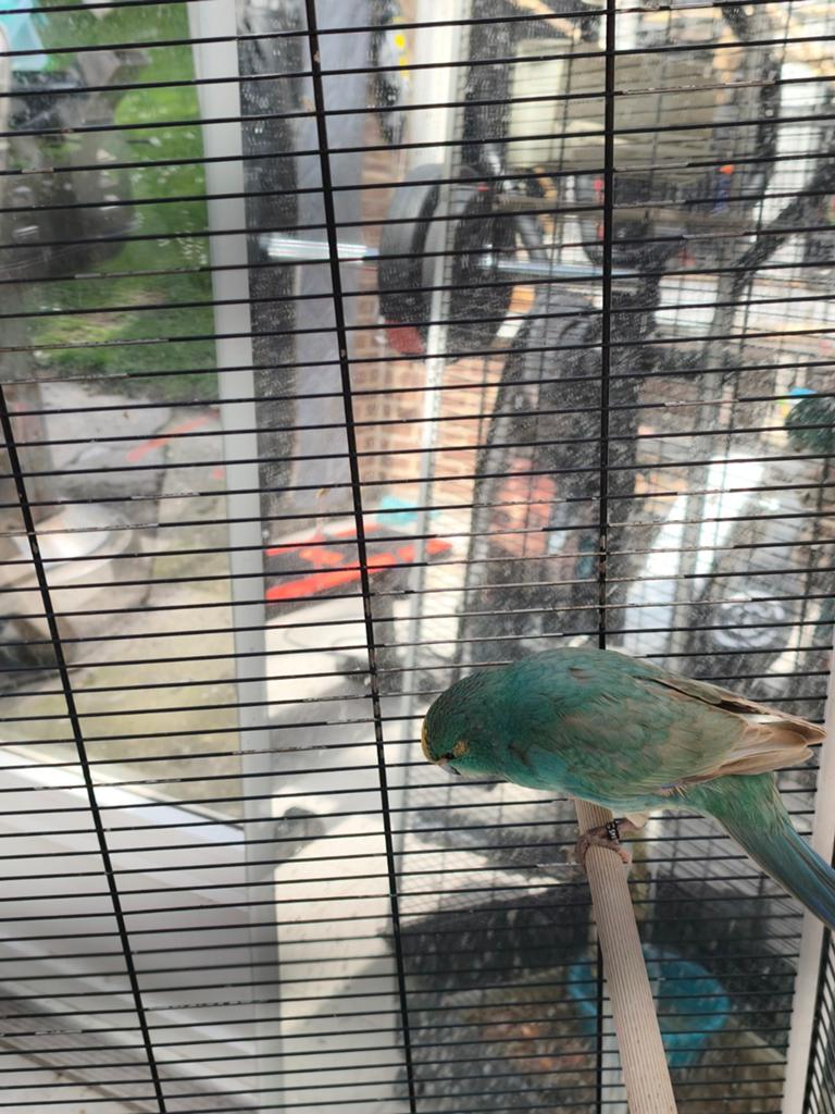 Couple kakariki, Dieren en Toebehoren, Vogels | Parkieten en Papegaaien