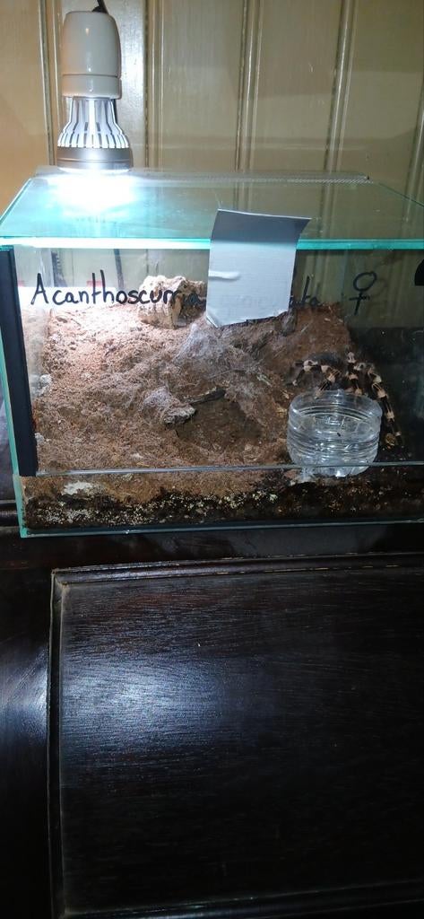 Acanthoscurria geniculata femelle de 2024. Pour connaisseurs, Animaux & Accessoires, Enlèvement
