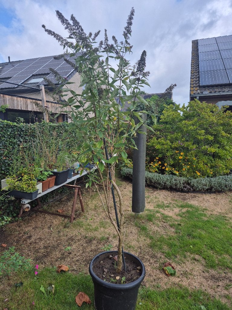 Vlinderstruik - gratis, Ophalen, Vlinderstruik, Struik, 100 tot 250 cm