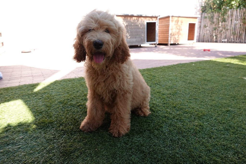 Prachtige abrikoze medium Labradoodle pups, met stamboom, Dieren en Toebehoren, Parvo, België, Overige rassen, 8 tot 15 weken