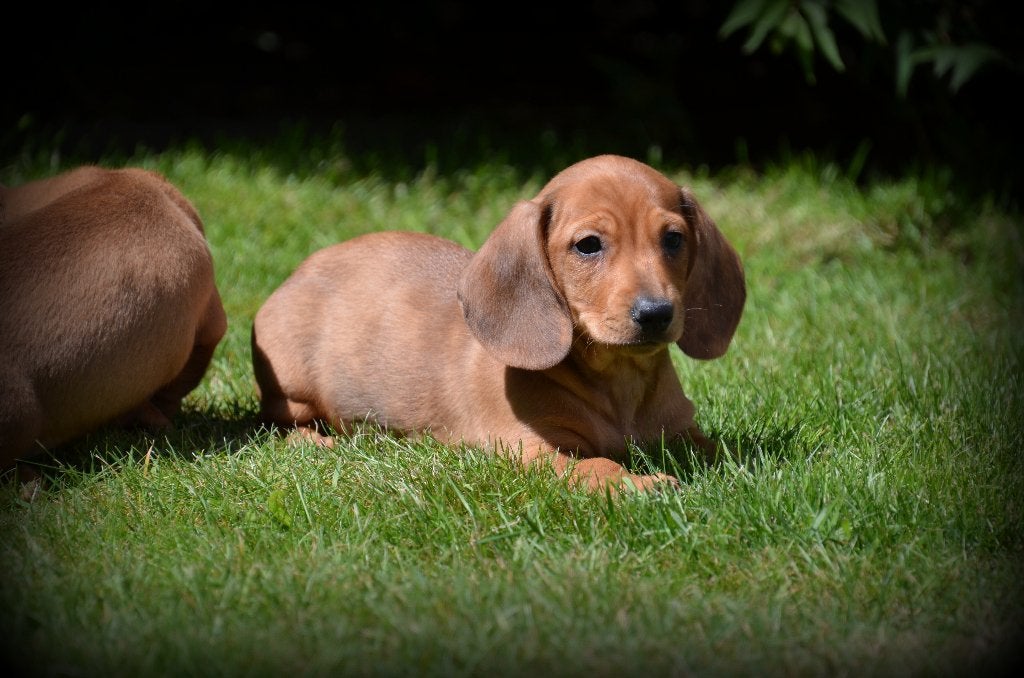 Chiots teckel bruns, Animaux & Accessoires, Chiens | Teckels & Bassets, Poils courts, Plusieurs, Nain, Hépatite contagieuse (maladie de Rubarth)