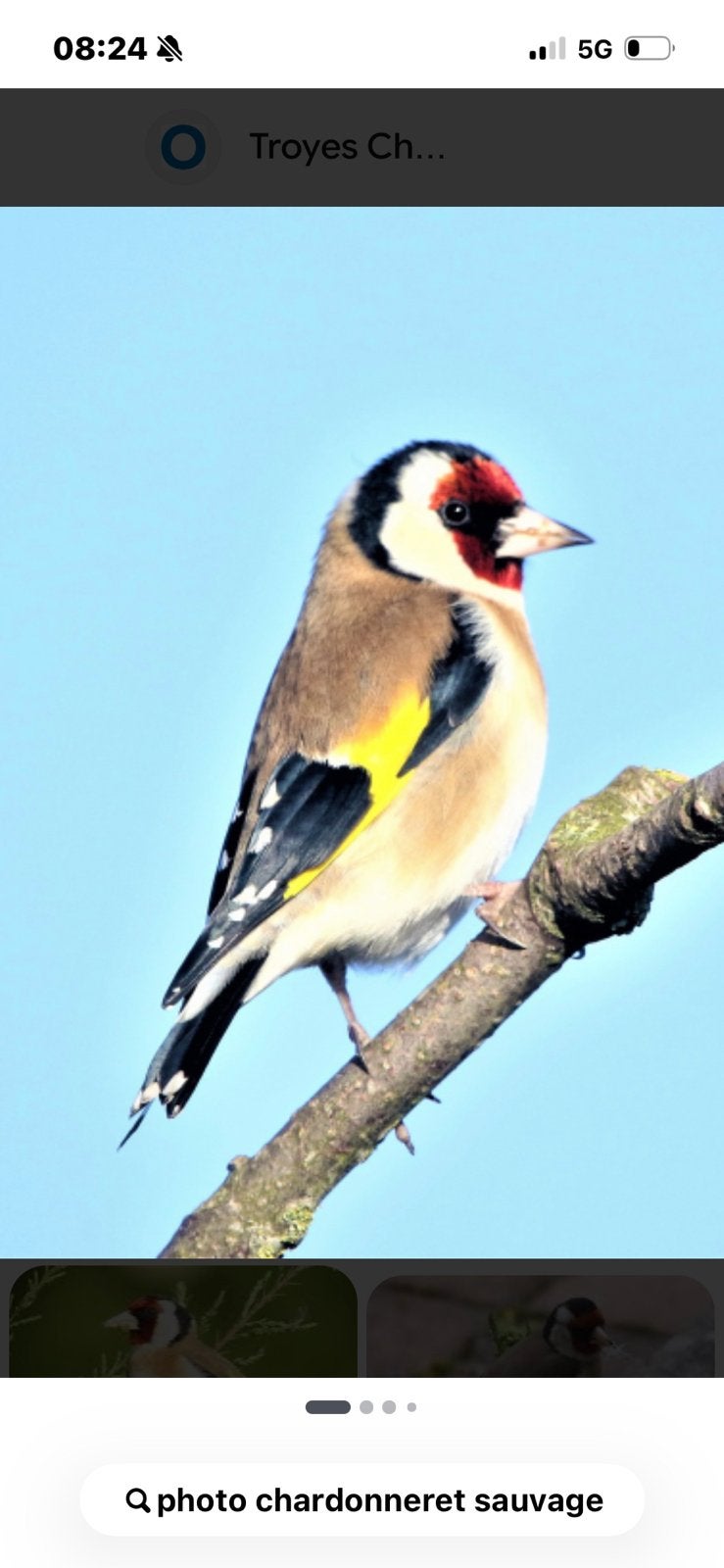 Cherche femelle chardonnerets, Femelle, Oiseau chanteur sauvage