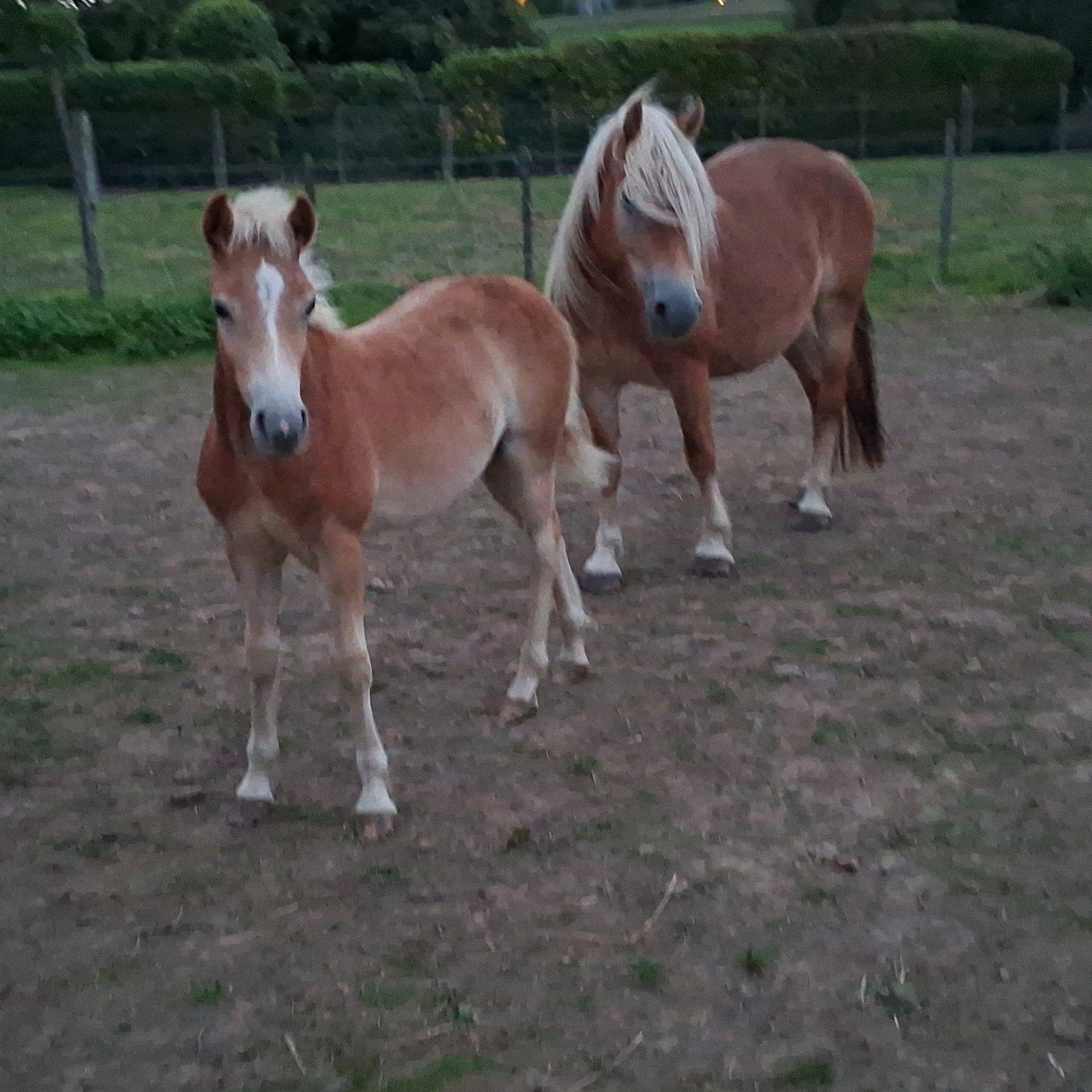haflinger veulen hengst, Dieren en Toebehoren, E pony (1.48m - 1.57m), Met stamboom, Niet van toepassing, 0 tot 2 jaar