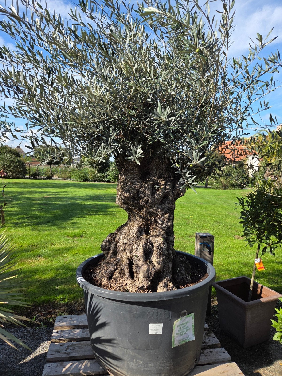 Olijfboom Olea Europaea Bonsai, Ophalen, Olijfboom