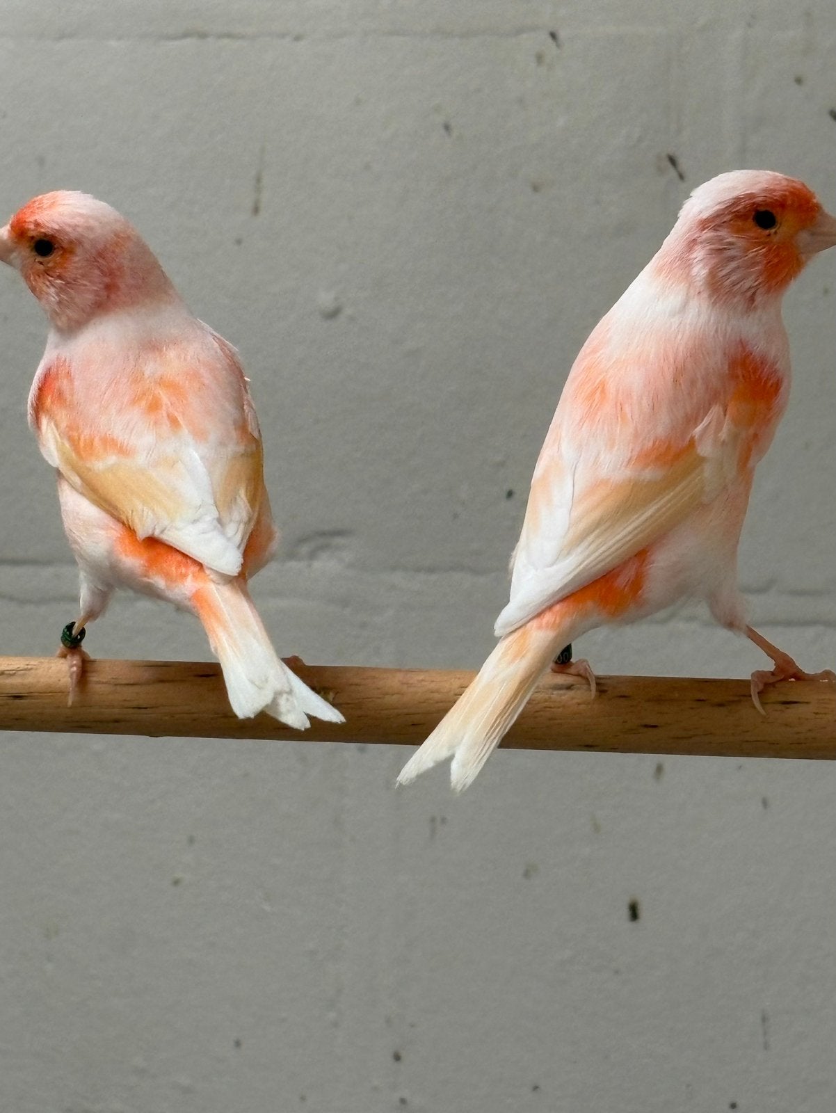 Roodmozaiek kanaries, Dieren en Toebehoren, Meerdere dieren, Kleurkanarie