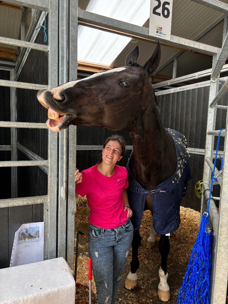 Privé dressuurlessen, Accessoires, 4 paarden of pony's of meer