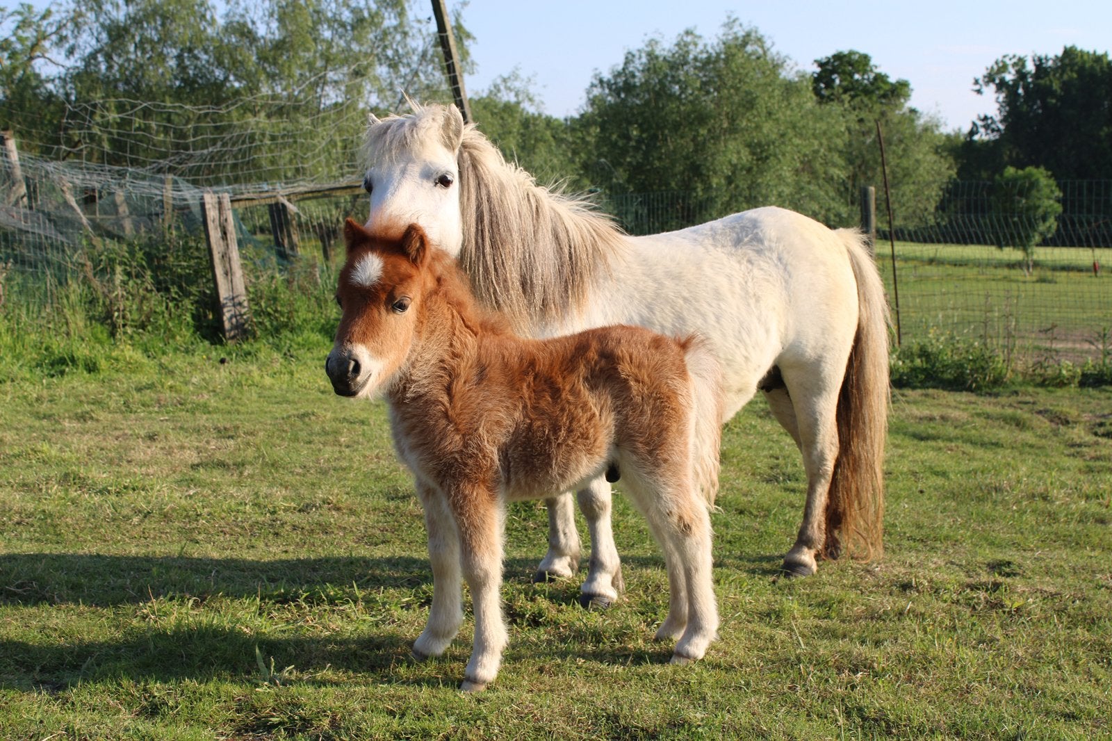 Mooi hengstenveulentje zoekt nieuwe thuis, Dieren en Toebehoren, Pony's, Niet van toepassing, 0 tot 2 jaar, Hengst, A pony (tot 1.17m)
