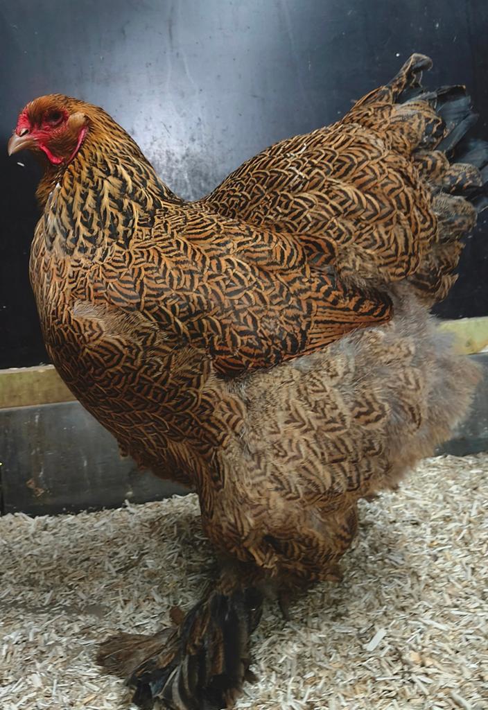 Brahma koppels meerzomig patrijs uit tentoonstellingsfok, Dieren en Toebehoren