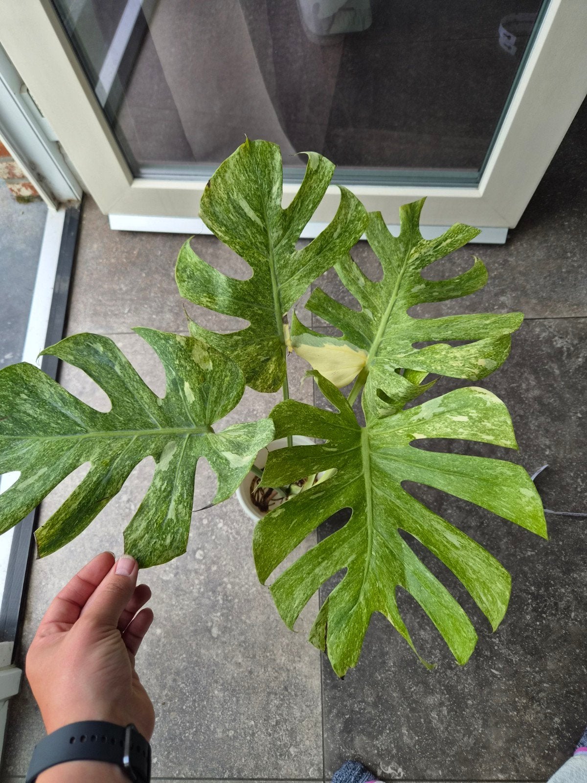 Monstera Platinum, Enlèvement ou Envoi