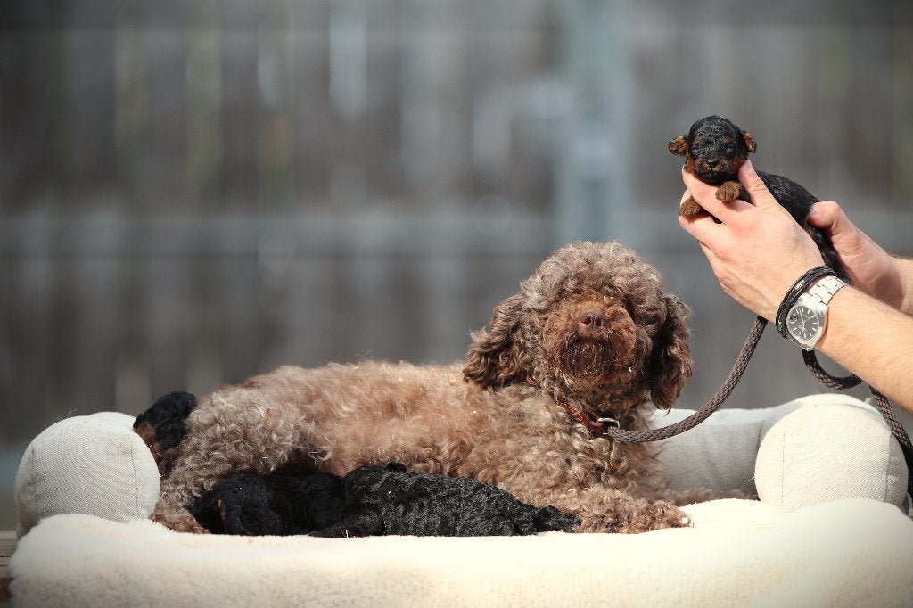 Caniche miniature, caniche jouet, élevage belge, Caniche, Maladie de Carré (chiens), Plusieurs, Belgique