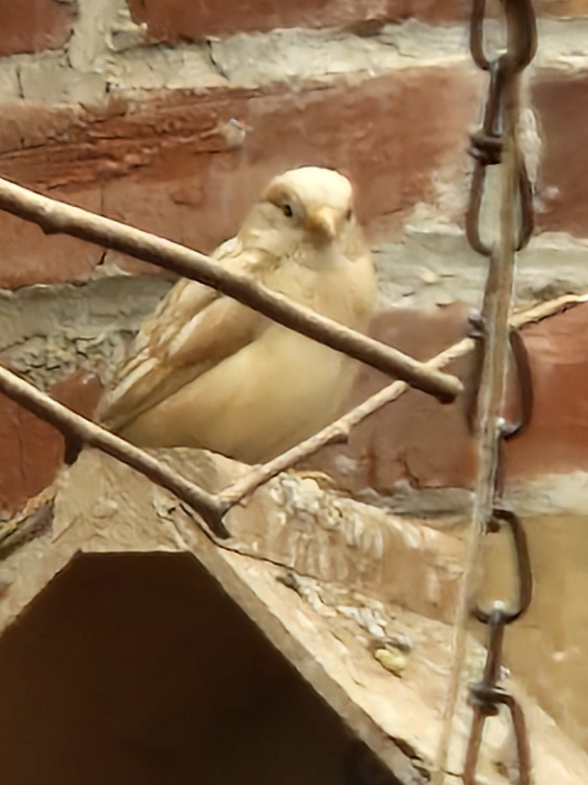 Huismussen Pheo 2026, Dieren en Toebehoren