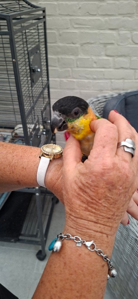 Zwartkop  Caique, Dieren en Toebehoren, Mannelijk, Dwergpapegaai of Agapornis, Tam