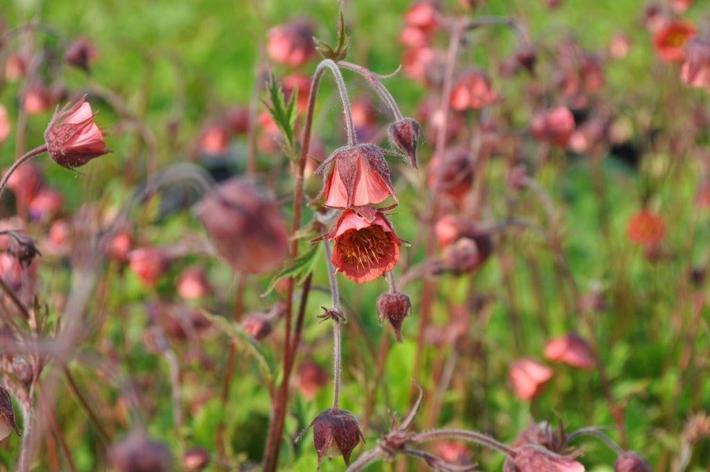 Geum Rivale, Nagelkruid, met witgele of roodbruine bloemen., Jardin & Terrasse, Plantes | Jardin, Plante fixe, Couvre-sol, Mi-ombre