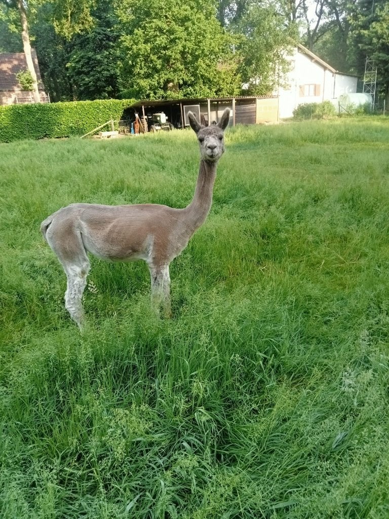 alpaca merrie, Dieren en Toebehoren, Oktober, Vrouwelijk