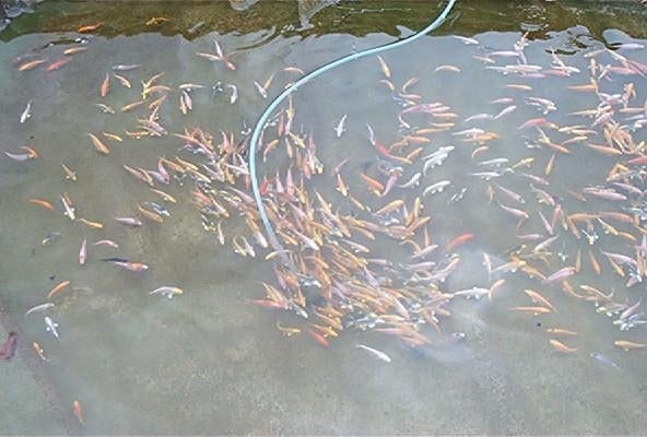 baby koi van 7/10 cm vanaf 2,40 €/stuk., Dieren en Toebehoren, Karper of Koi
